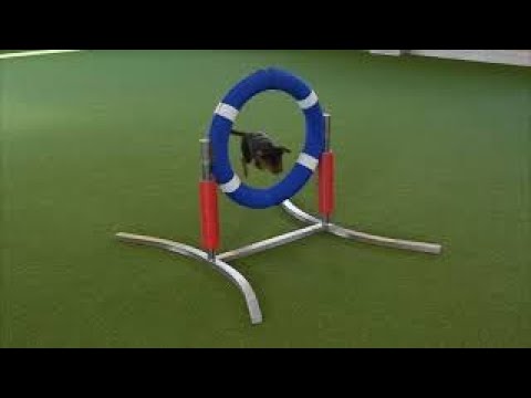 Agility Reifen Soft-99 rahmenlos - gebogene Füße